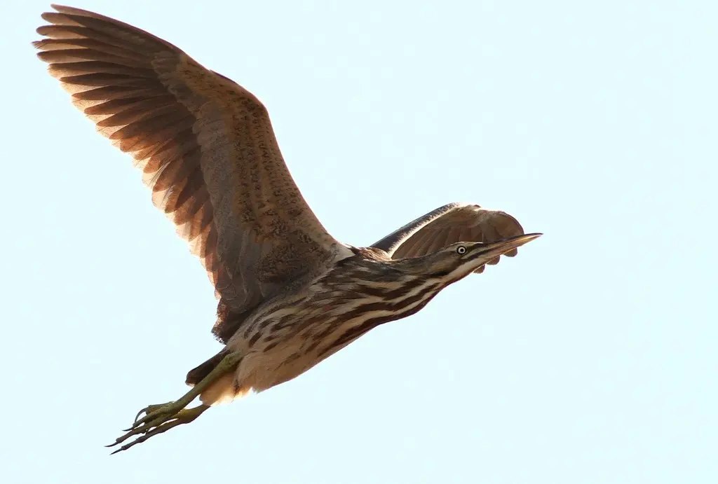 美洲麻鳽(Botaurus lentiginosus)