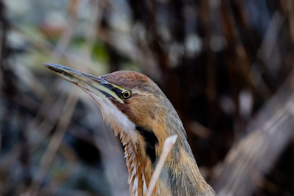 美洲麻鳽(Botaurus lentiginosus)