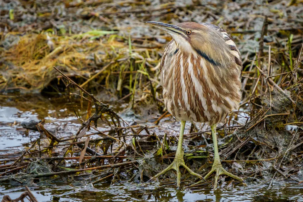 美洲麻鳽(Botaurus lentiginosus)