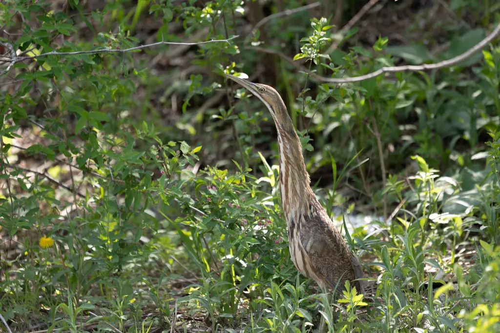 美洲麻鳽(Botaurus lentiginosus)