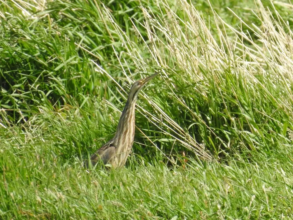 美洲麻鳽(Botaurus lentiginosus)