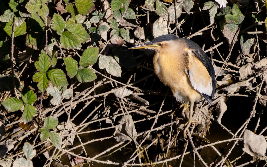 小苇鳽(Botaurus minutus)