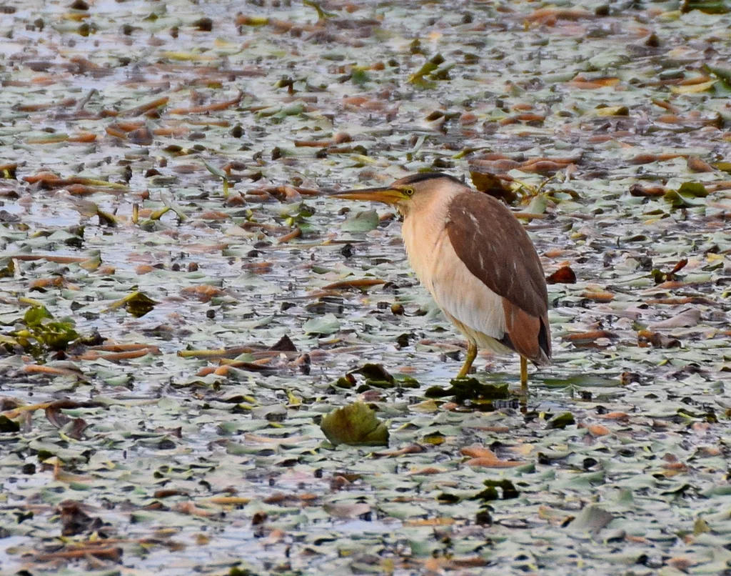 小苇鳽(Botaurus minutus)