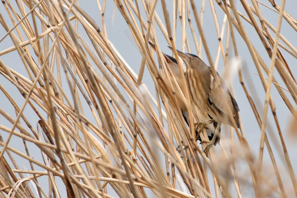 小苇鳽(Botaurus minutus)