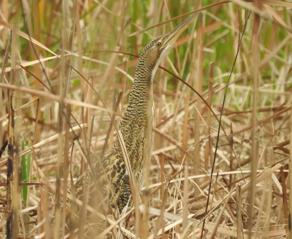大嘴麻鳽(Botaurus pinnatus)