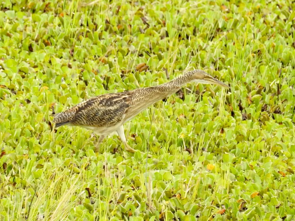大嘴麻鳽(Botaurus pinnatus)