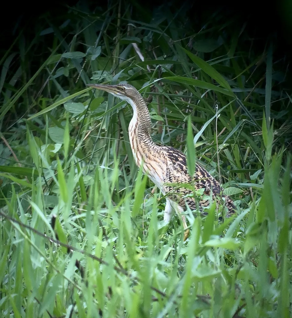 大嘴麻鳽(Botaurus pinnatus)