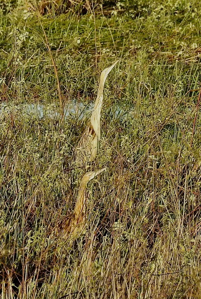 大嘴麻鳽(Botaurus pinnatus)