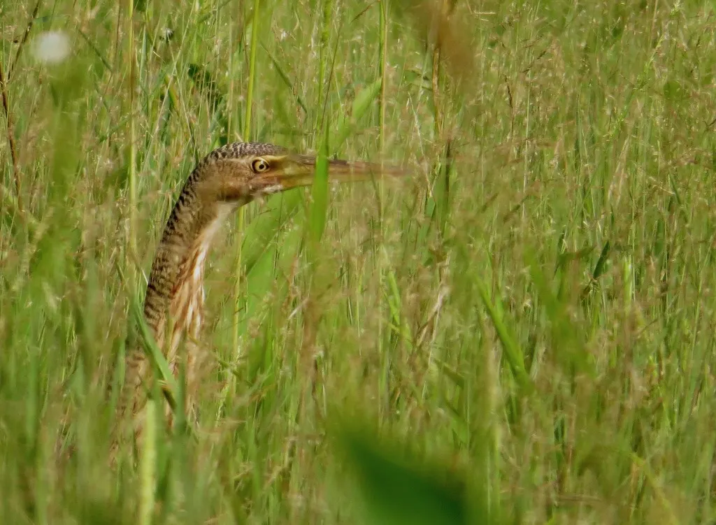 大嘴麻鳽(Botaurus pinnatus)