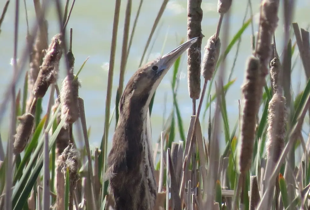褐麻鳽(Botaurus poiciloptilus)