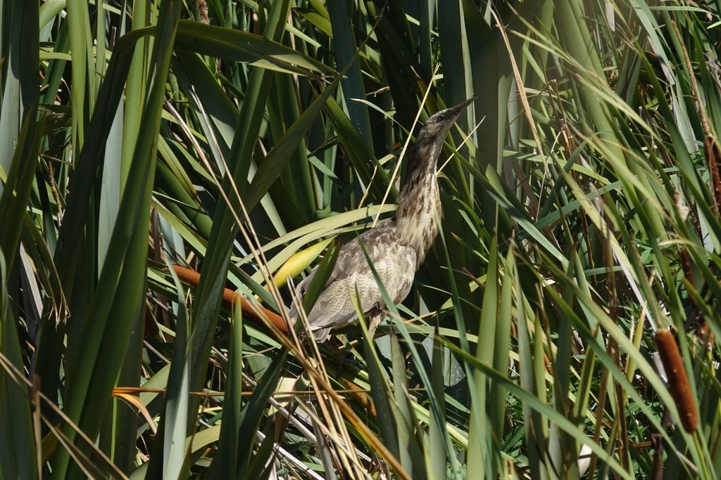褐麻鳽(Botaurus poiciloptilus)