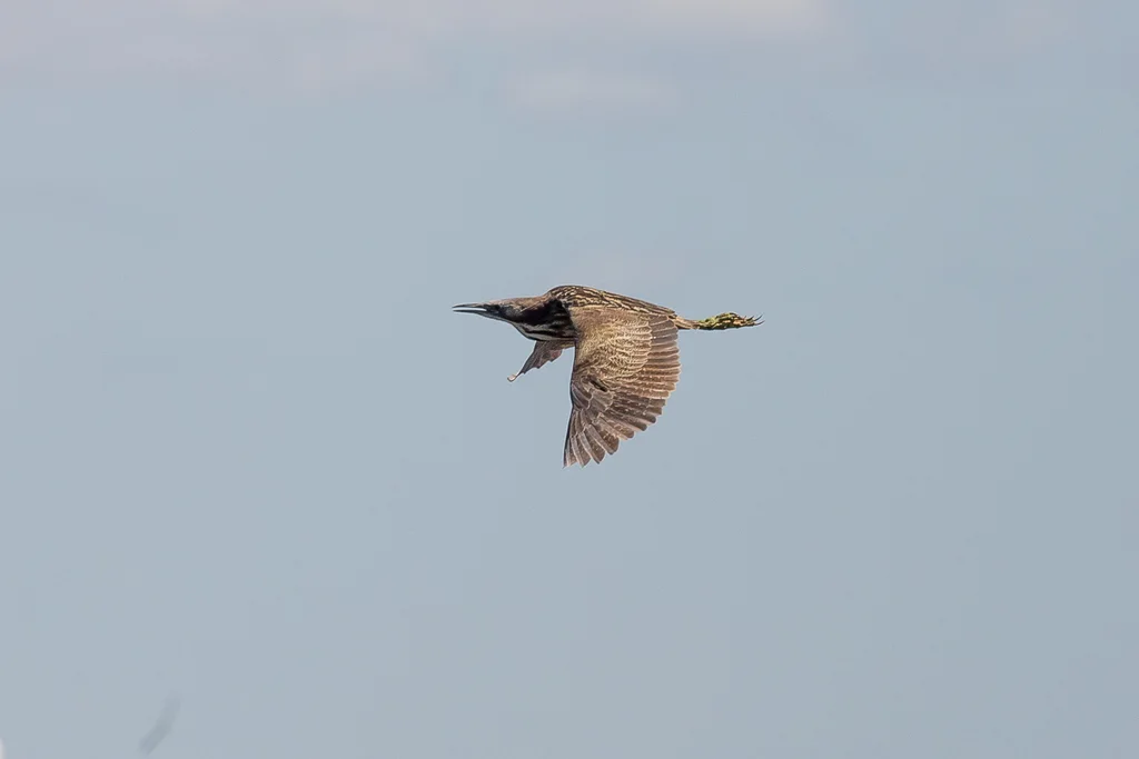 褐麻鳽(Botaurus poiciloptilus)