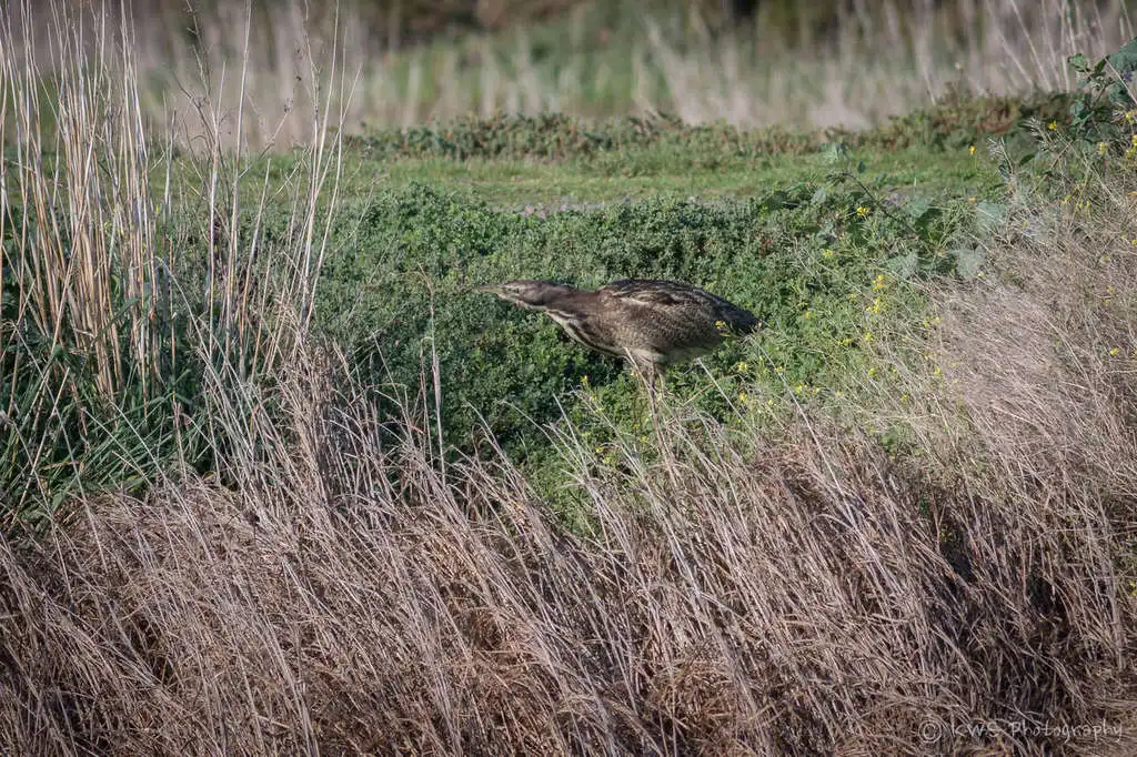 褐麻鳽(Botaurus poiciloptilus)