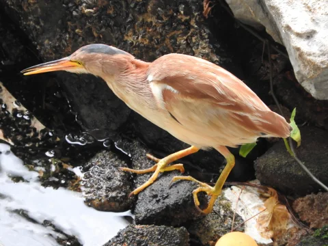 黄苇鳽