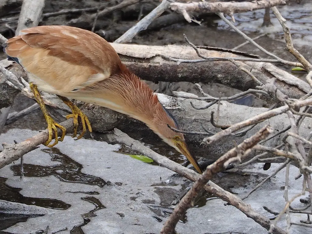 黄苇鳽(Botaurus sinensis)