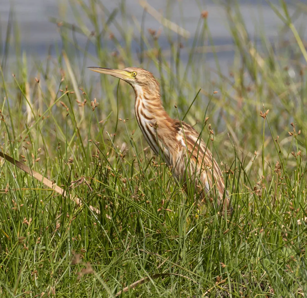 黄苇鳽(Botaurus sinensis)