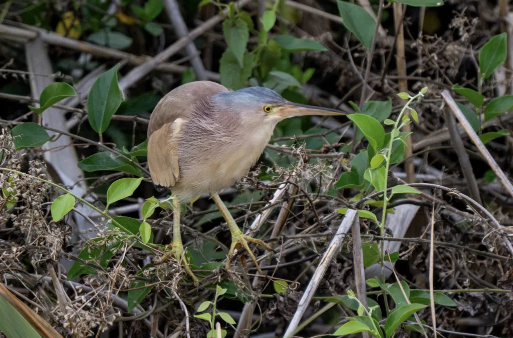 黄苇鳽(Botaurus sinensis)