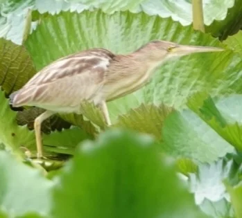 黄苇鳽(Botaurus sinensis)