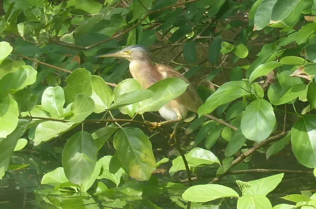 黄苇鳽(Botaurus sinensis)
