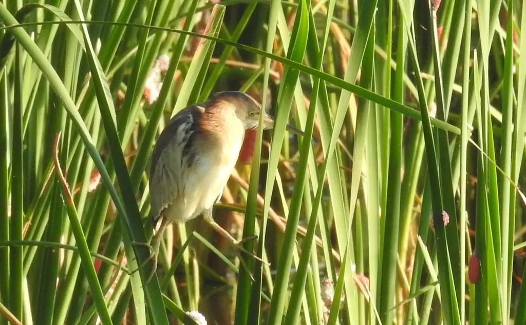 黄苇鳽(Botaurus sinensis)
