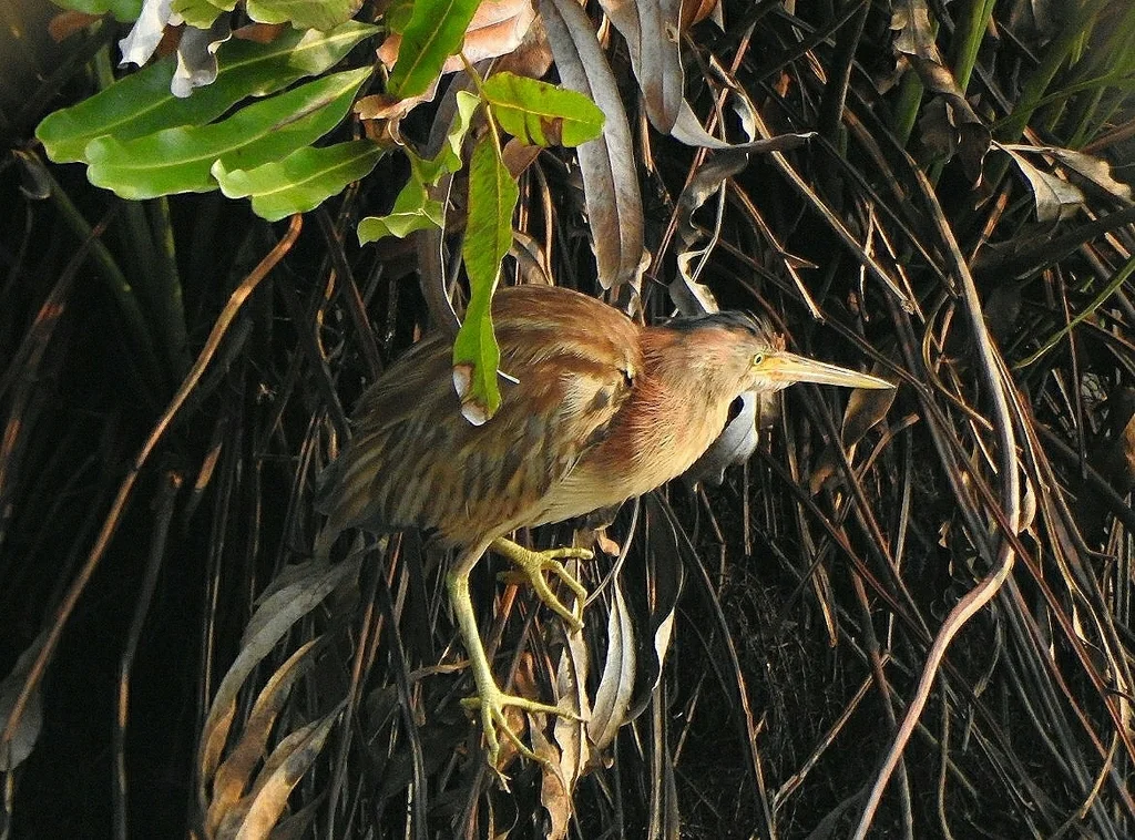 黄苇鳽(Botaurus sinensis)