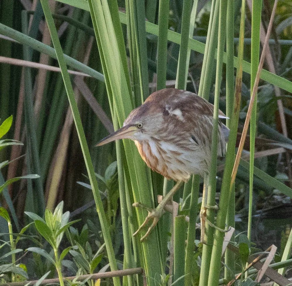 黄苇鳽(Botaurus sinensis)