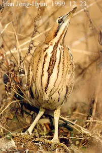 大麻鳽(Botaurus stellaris)