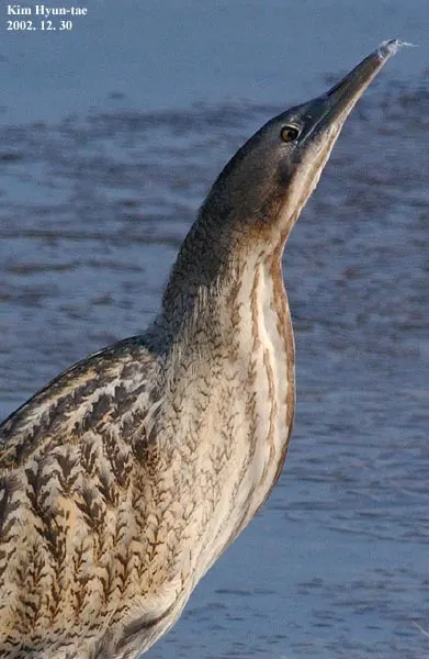 大麻鳽(Botaurus stellaris)
