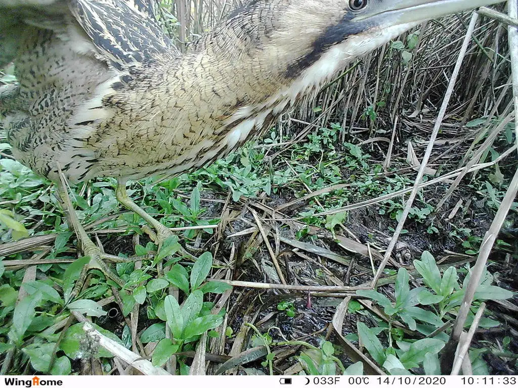 大麻鳽(Botaurus stellaris)