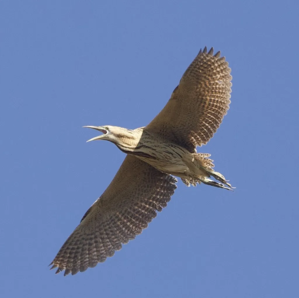 大麻鳽(Botaurus stellaris)
