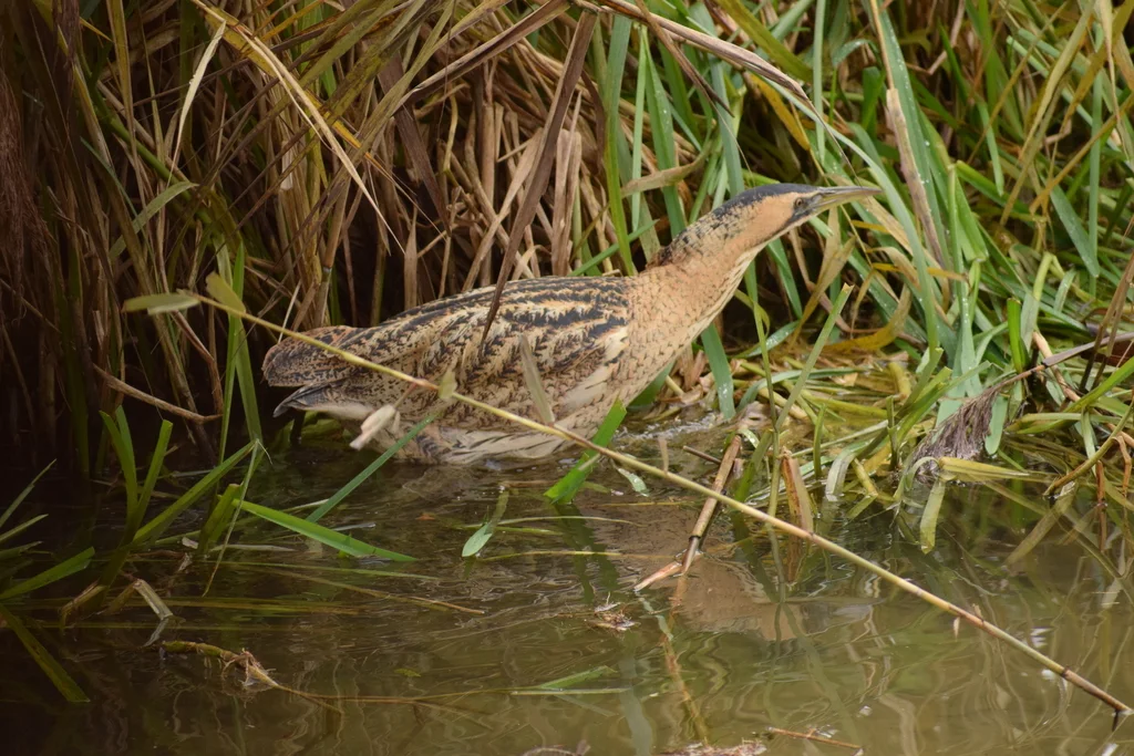 大麻鳽(Botaurus stellaris)