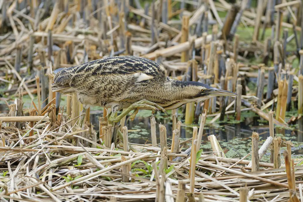 大麻鳽(Botaurus stellaris)