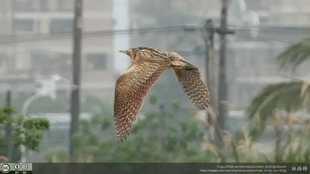 大麻鳽(Botaurus stellaris)