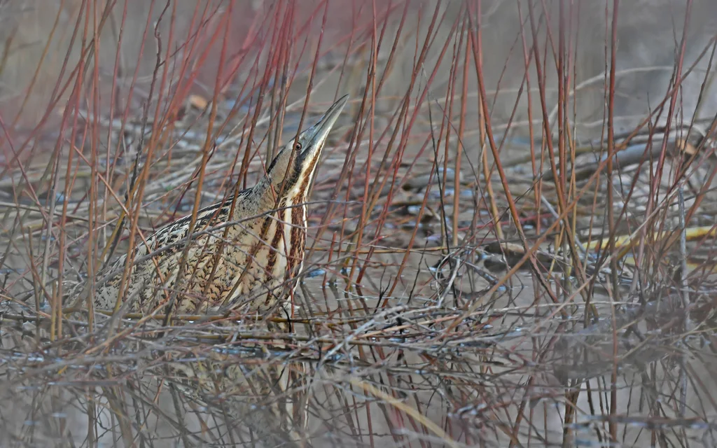 大麻鳽(Botaurus stellaris)