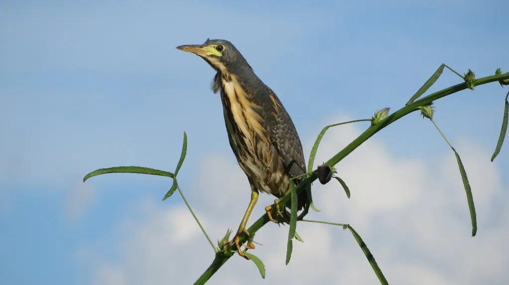 蓝苇鳽(Botaurus sturmii)