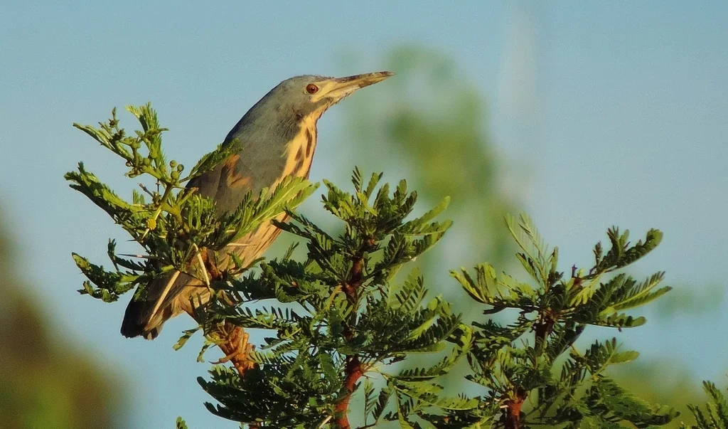 蓝苇鳽(Botaurus sturmii)