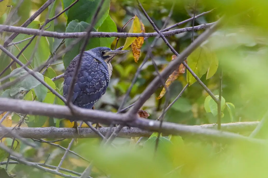 蓝苇鳽(Botaurus sturmii)