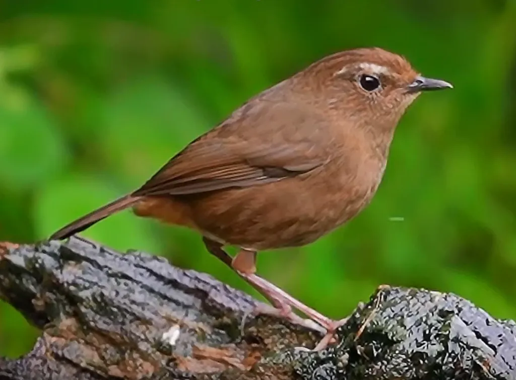 台湾短翅鸫(Brachypteryx goodfellowi)