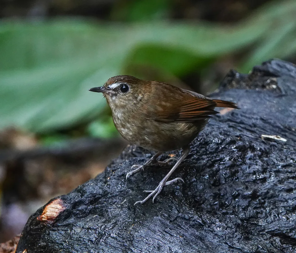 白喉短翅鸫(Brachypteryx leucophris)