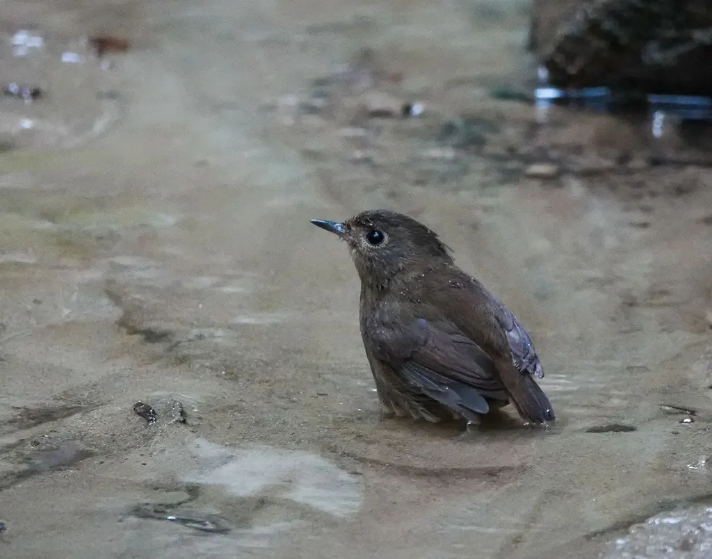 白喉短翅鸫(Brachypteryx leucophris)