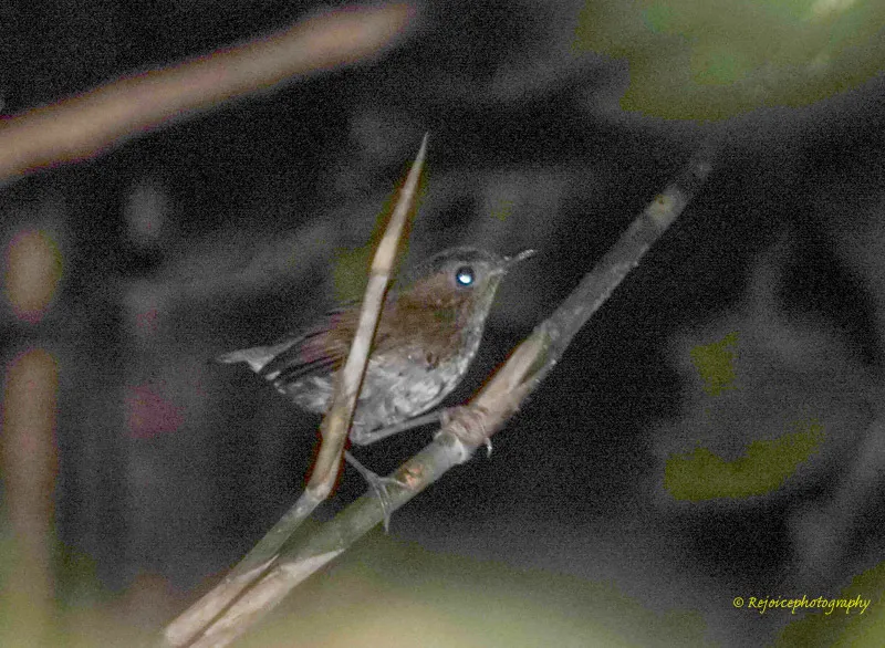 白喉短翅鸫(Brachypteryx leucophris)