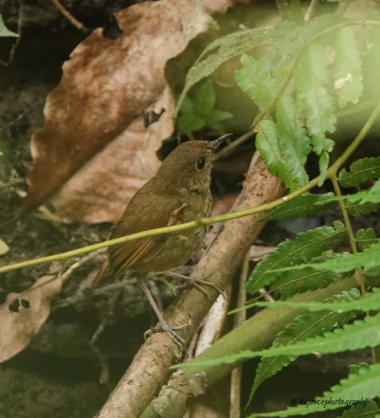 白喉短翅鸫(Brachypteryx leucophris)
