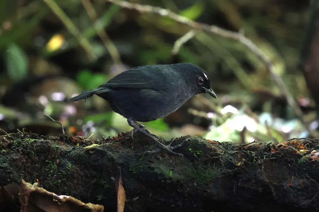 苏门答腊短翅鸫(Brachypteryx saturata)