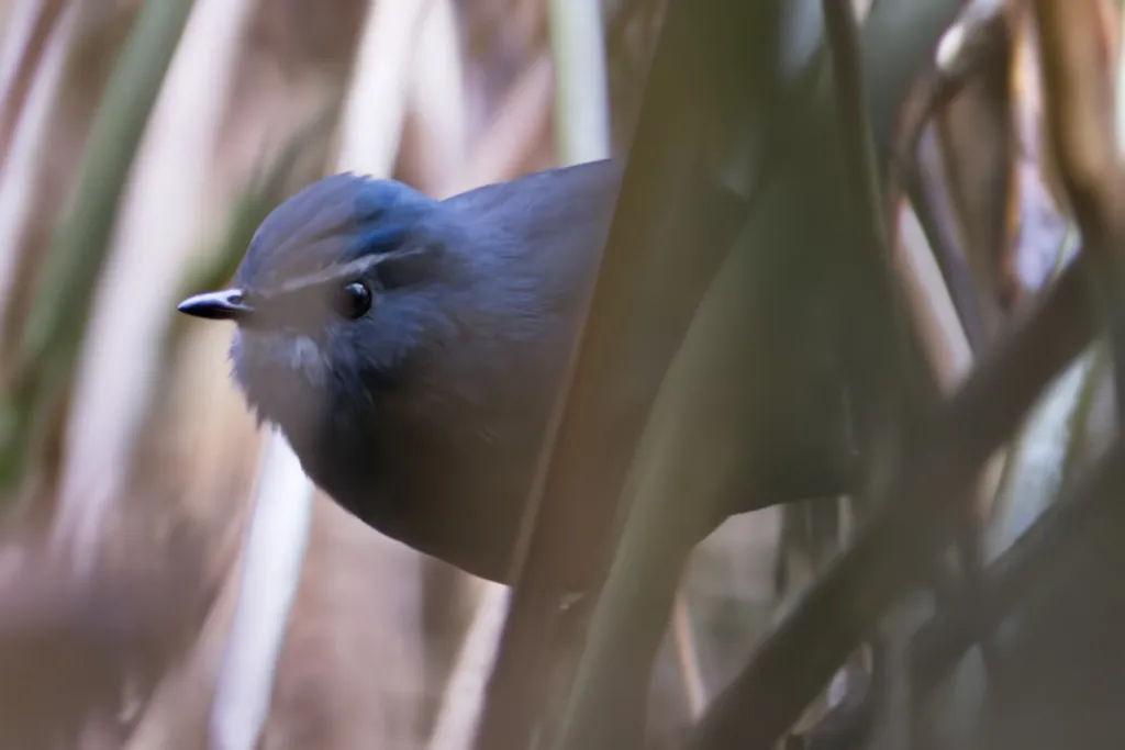 中华短翅鸫（Brachypteryx sinensis）