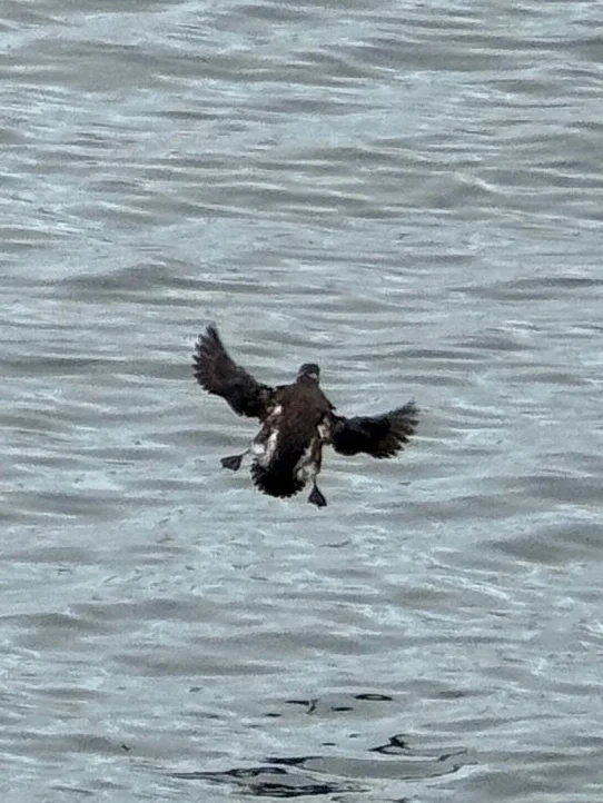 云石斑海雀(Brachyramphus marmoratus)