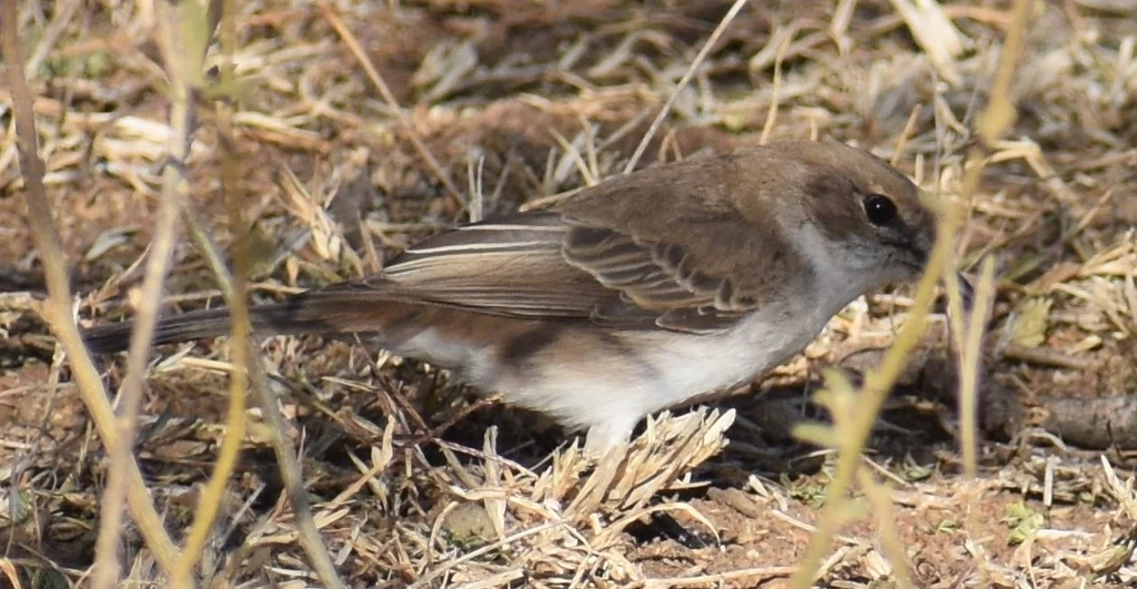南非灰鹟(Bradornis mariquensis)