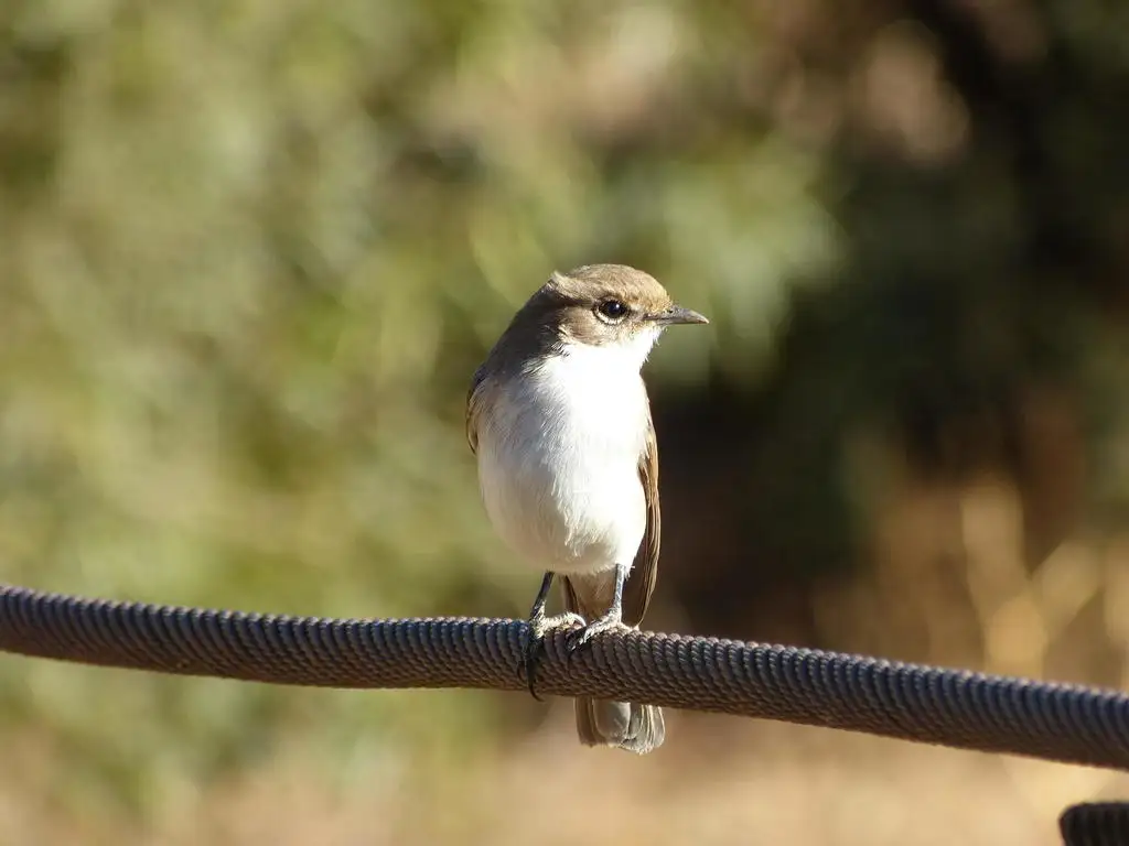 南非灰鹟(Bradornis mariquensis)