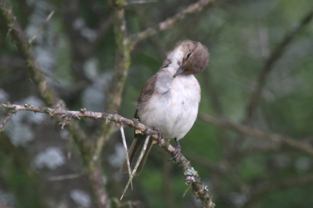南非灰鹟(Bradornis mariquensis)