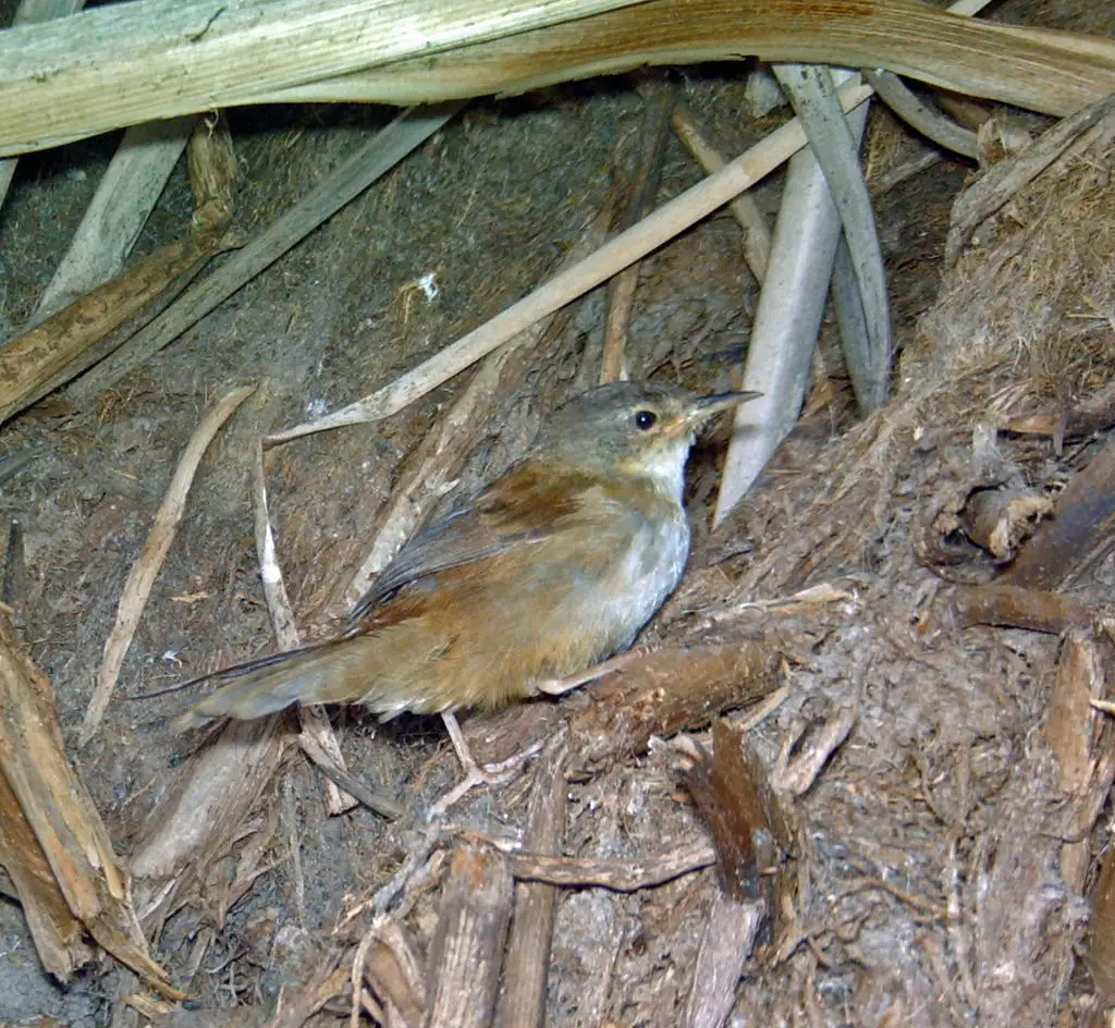 蒲草短翅莺(Bradypterus baboecala)