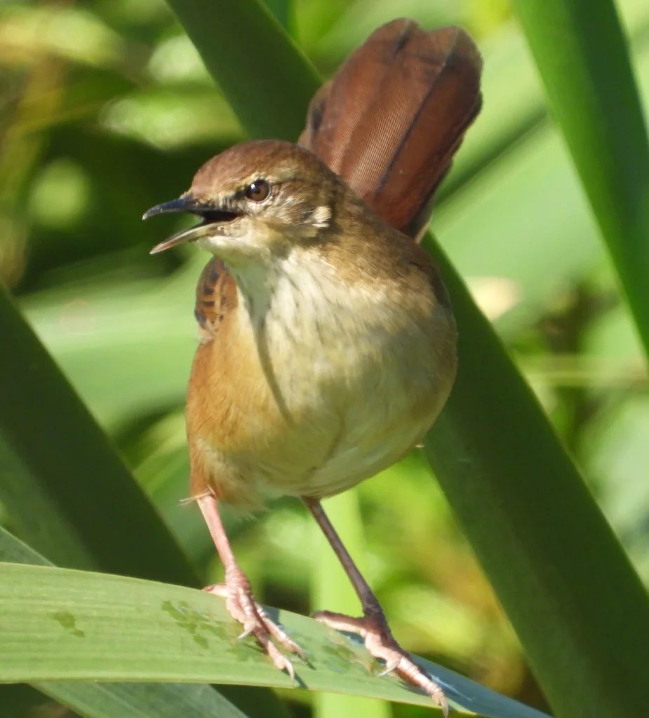 蒲草短翅莺(Bradypterus baboecala)
